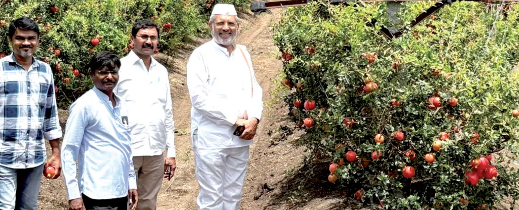 जतेत मामा भाचांनी फुलवली निर्यातक्षम ऑरगॅनिक डाळींब ! In Jat, uncle and nephew cultivate export-quality organic pomegranates!