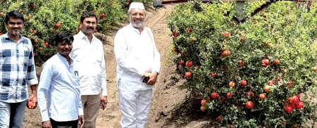In Jat, uncle and nephew cultivate export-quality organic pomegranates!