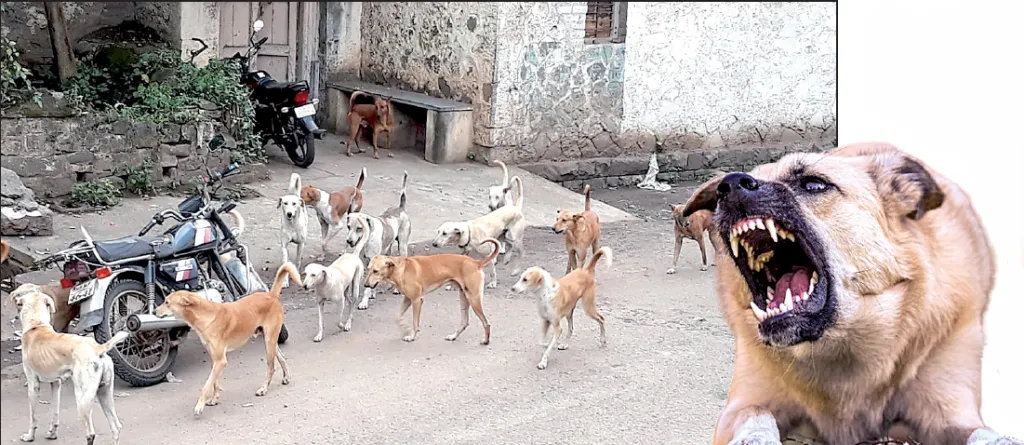Supreme Court slams authorities over stray dog issue
