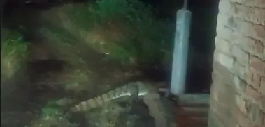 Crocodile spotted near the Shivajinagar Anganwadi in Palus