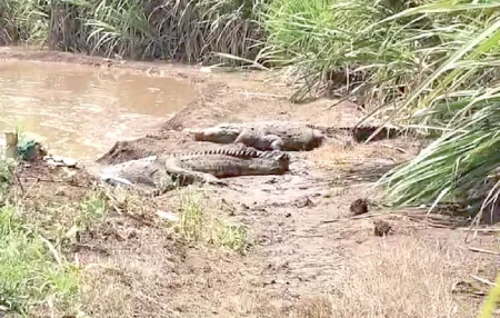 Crocodiles spotted on the banks of the Krishna River; video goes viral