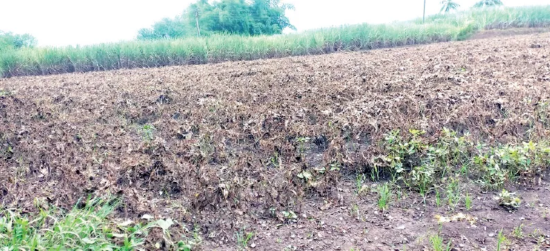 महापुरामुळे भुईमूग, सोयाबीन पिकाचे नुकसान Due to the flood, groundnut and soybean crops have been damaged