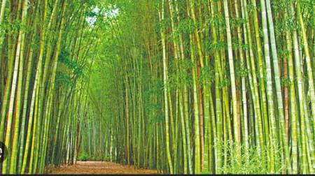 Sangli will be made green