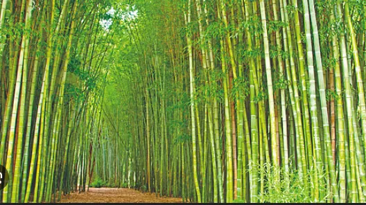 सांगली हरित करणार Sangli will be made green