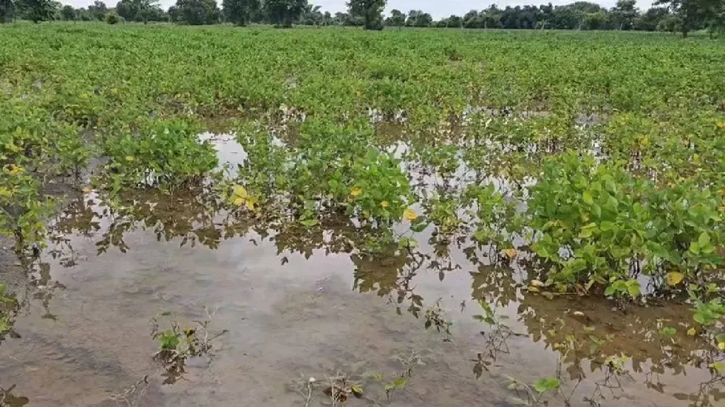 Sugarcane, turmeric, rice, and maize crops on five thousand hectares are submerged under water