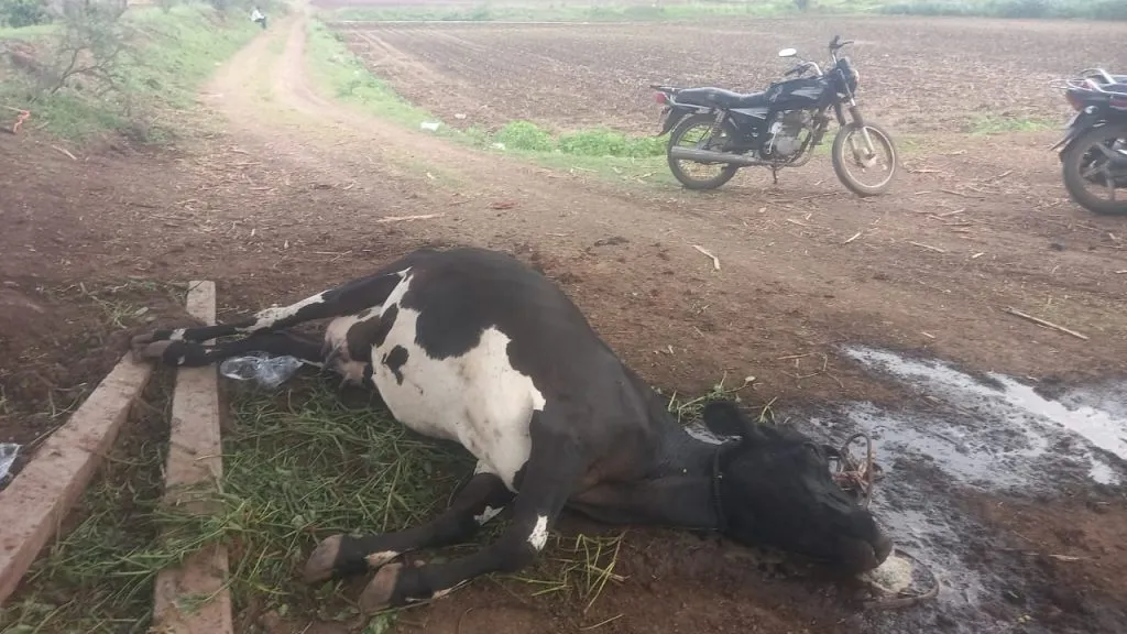 Three cattle die due to poisoning in the Antroli–Kandalgav area