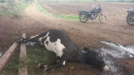 Three cattle die due to poisoning in the Antroli–Kandalgav area