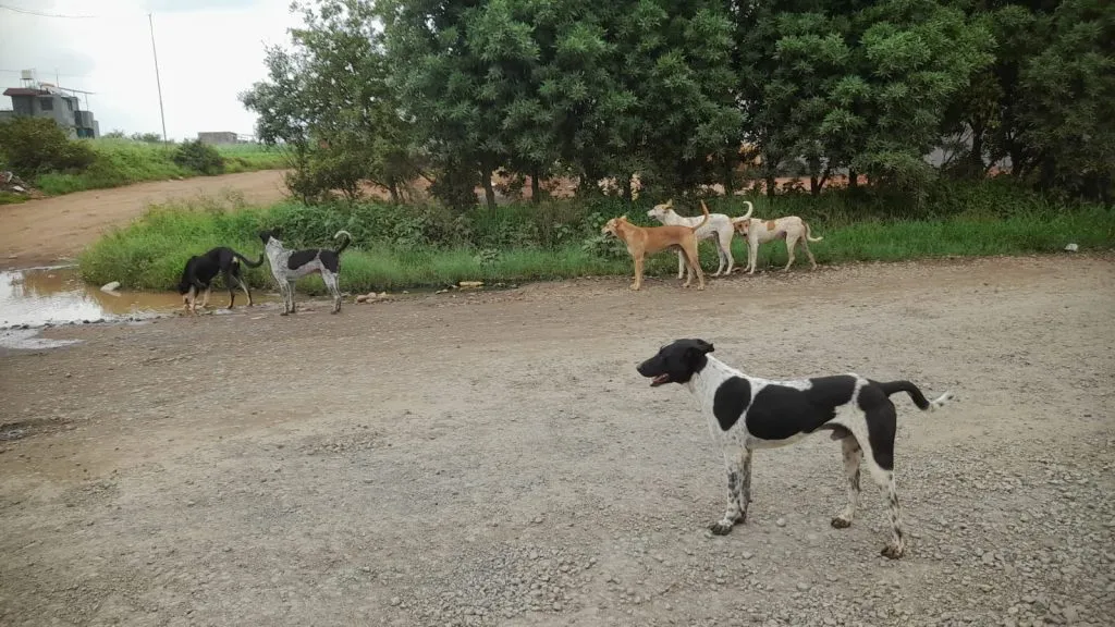 रस्ता सुसाट….भटकी कुत्री मोकाट… Roads are wide open... stray dogs roaming freely...