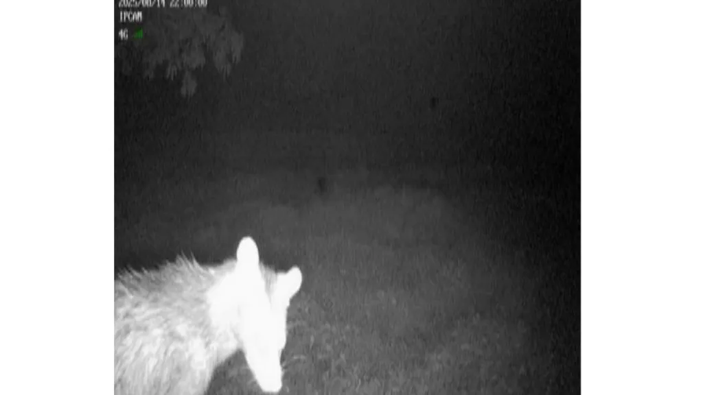 दोडामार्ग शहरात अस्वलाचा वावर ; नागरिक भयभीत