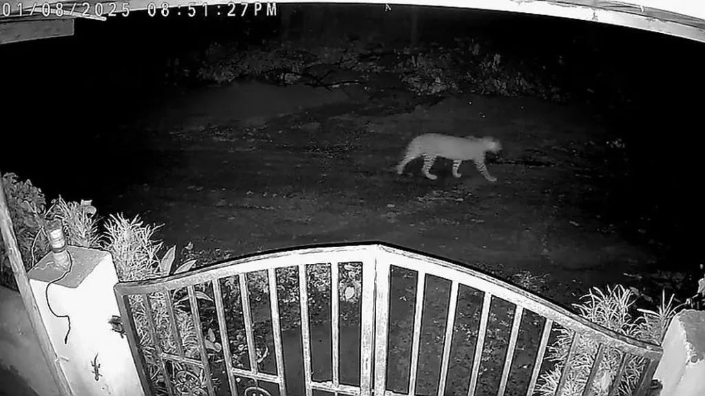 डांगमोडेत लोकवस्तीत बिबट्याचा संचार