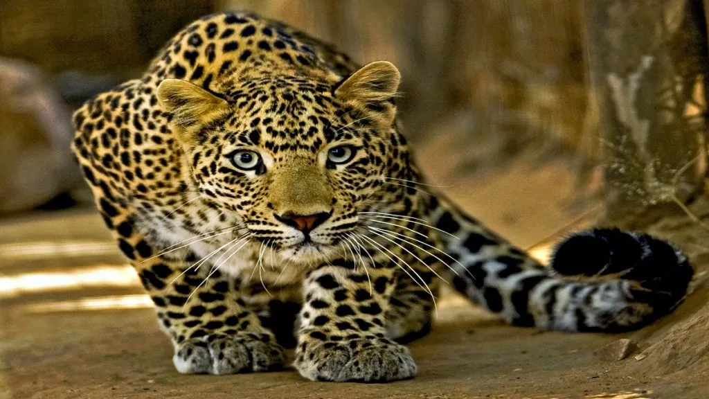 बिबट्या आता ‘जंगलात’ नव्हे, तर ‘उसाच्या’ शेतात! The Leopard Is Now in the Sugarcane Fields, Not the Forest!