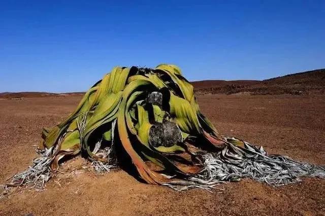 A plant that lives in the desert for thousands of years