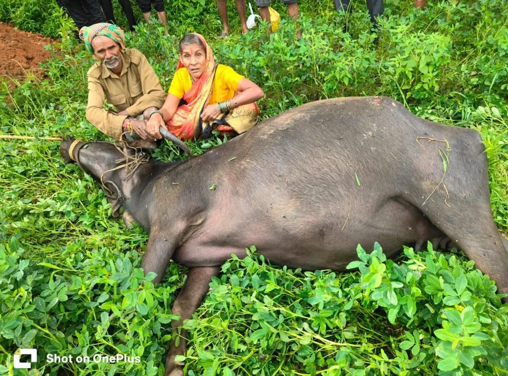Three buffaloes die in a week in Halshi