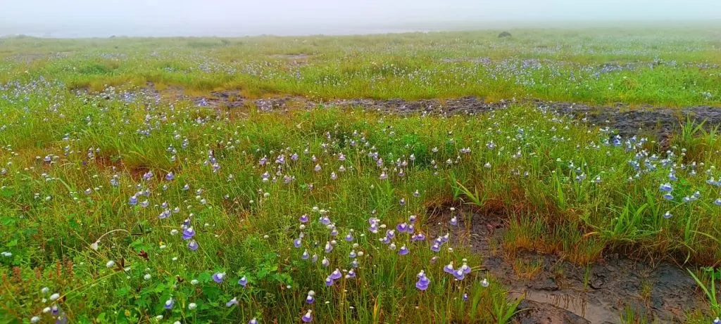 Flower festival begins in Chandoli