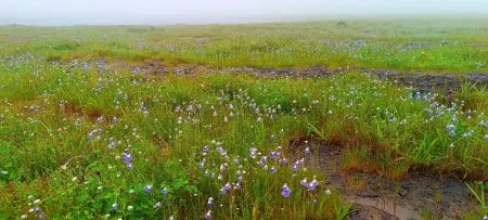 Flower festival begins in Chandoli
