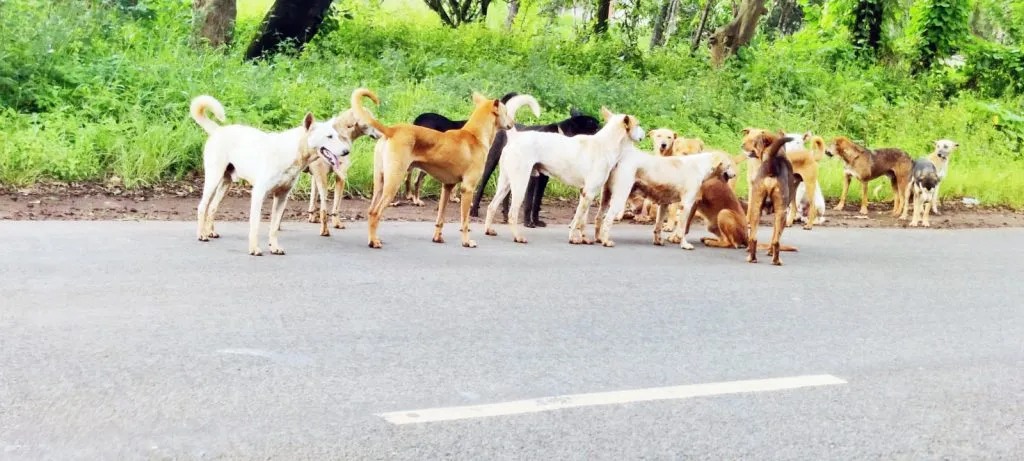 Municipal Corporation to vaccinate stray dogs with anti-rabies vaccine
