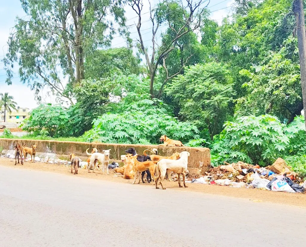 Stray dogs in Machhe-Piranwadi area
