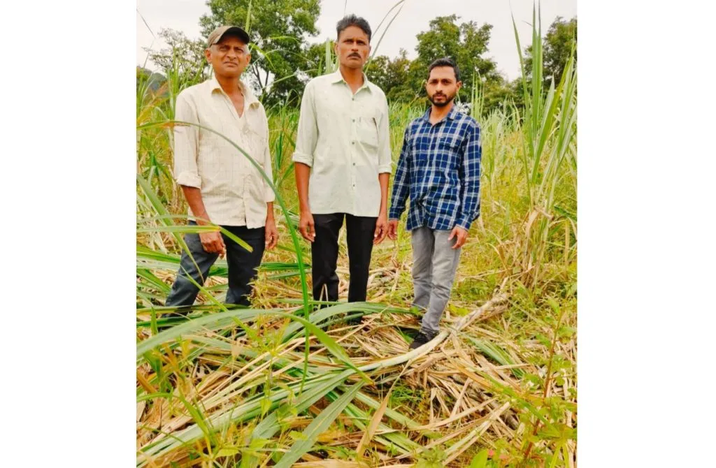 खानापूर तालुक्यात वन्यप्राण्यांकडून पिकांचे मोठे नुकसान Major crop damage due to wild animals in Khanapur taluka