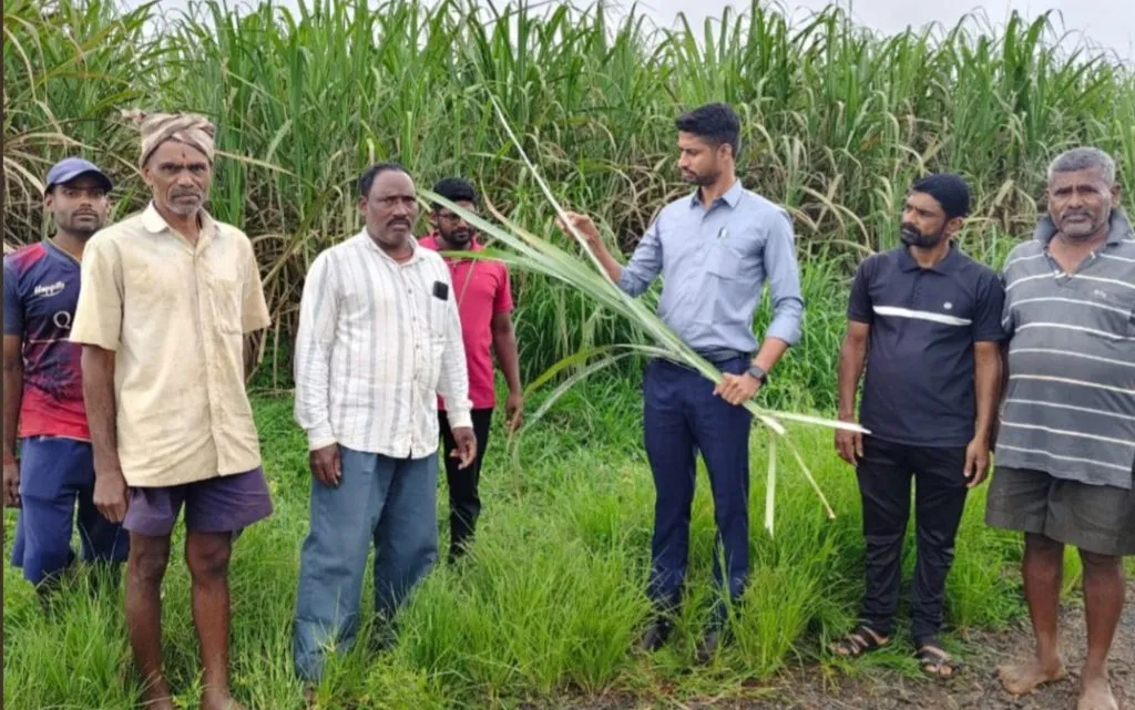 Pest infestation on rice and sugarcane crops in the taluka