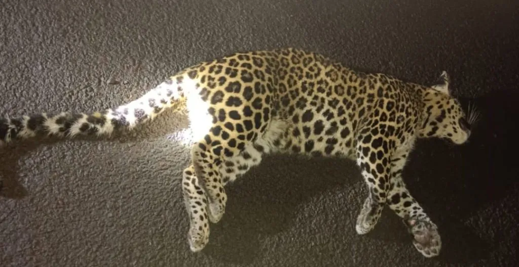 Two leopards found dead, one rescued