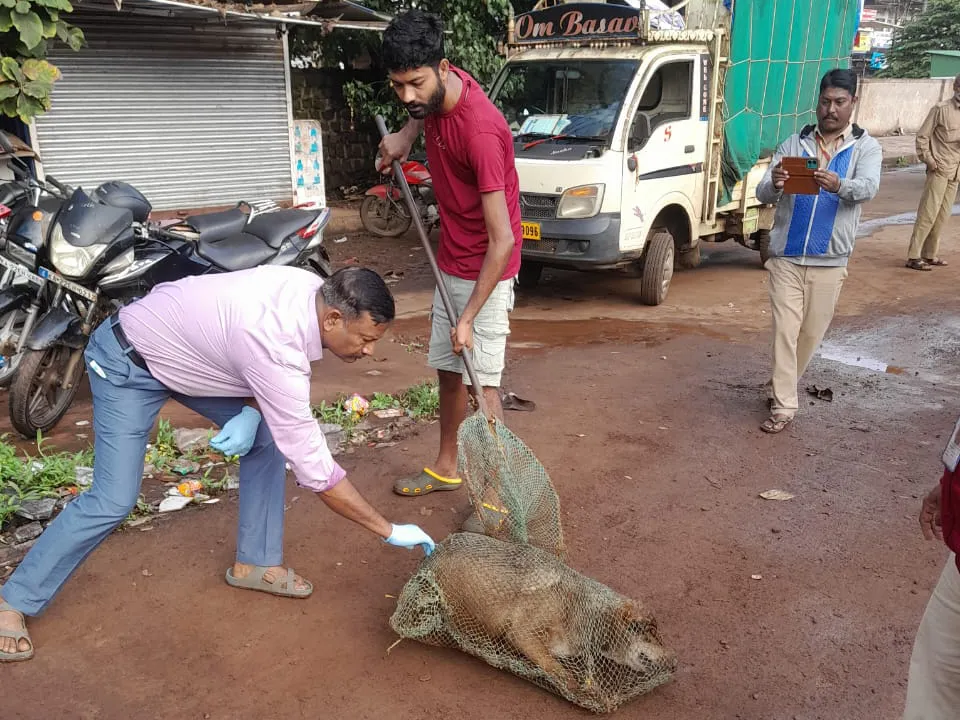 28 stray dogs vaccinated with anti-rabies vaccine on first day