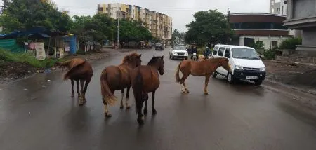 मोकाट घोड्यांच्या दहशतीखाली उपनगरे… Suburbs under the terror of stray horses..