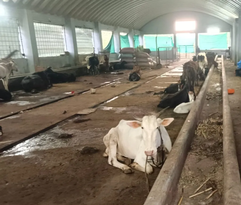श्रीनगर गो-शाळेतील जनावरांवर उपासमारीची वेळ Time of starvation on animals in Srinagar Cow-School