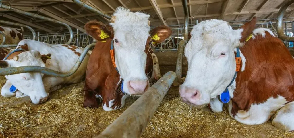 Even cows' wattle and daub...