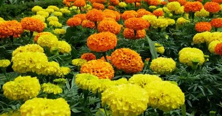 ऐन दसऱ्याच्या तोंडावर झेंडूचे दर घसरले Marigold prices drop just before Dussehra