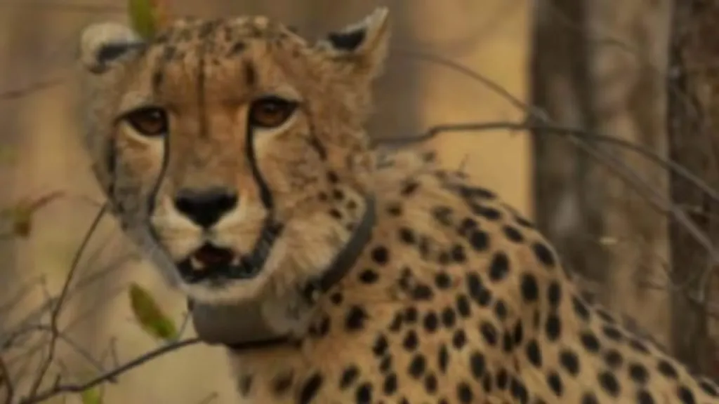 Cheetah born in India comes of age