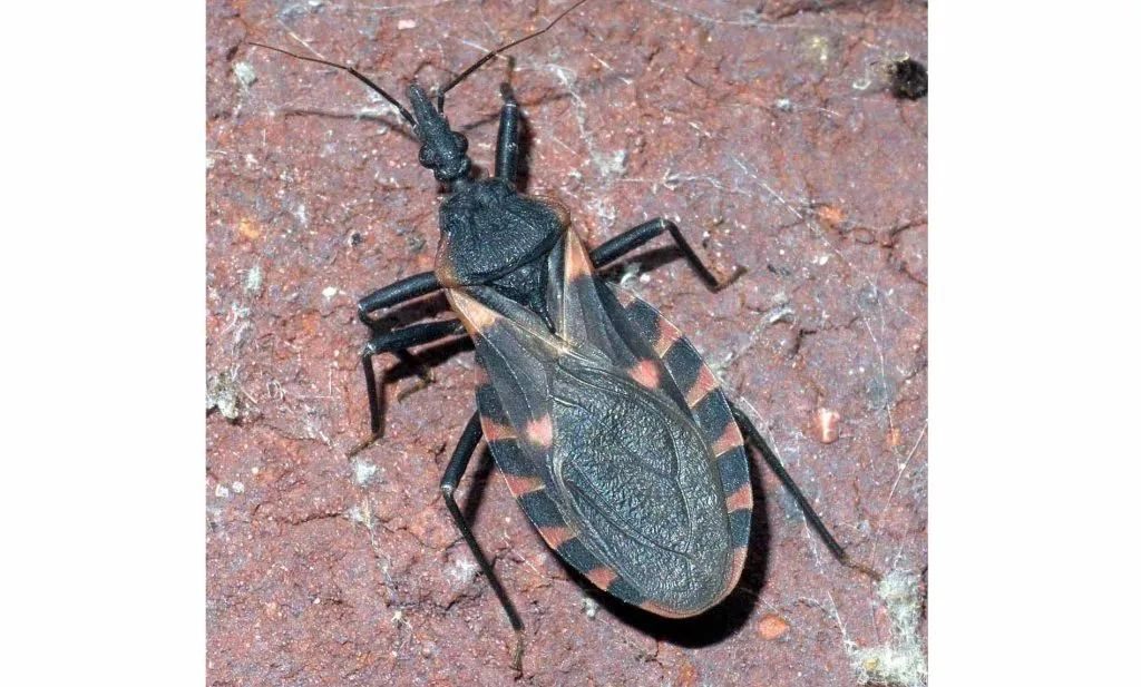 'Kissing bug' disease spreading in America