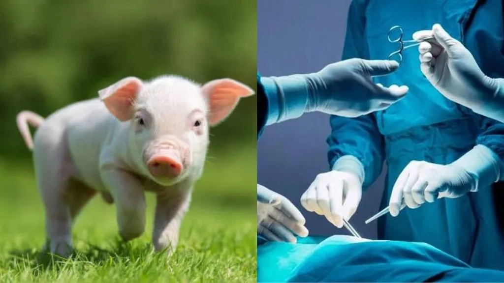 Pig lungs transplanted into humans