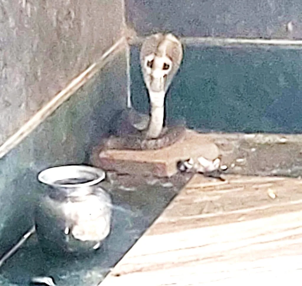 Seeing a snake in the Mahadev temple on Ghatasthapana day
