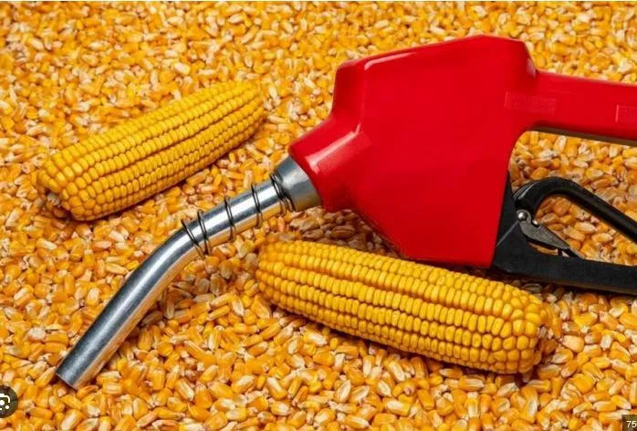 इथेनॉलसाठी मका आयात करणार ? Will we import corn for ethanol?