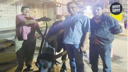 Buffalo milk lifeblood Kolhapurites stalls Gangavesh, Mirajkar Tikti