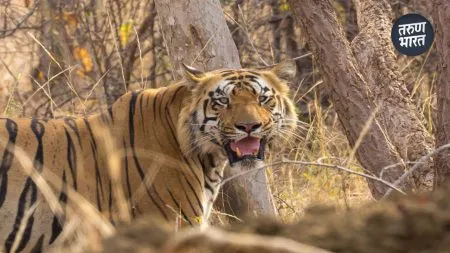 Opposition from the ruling party, support from environmentalists