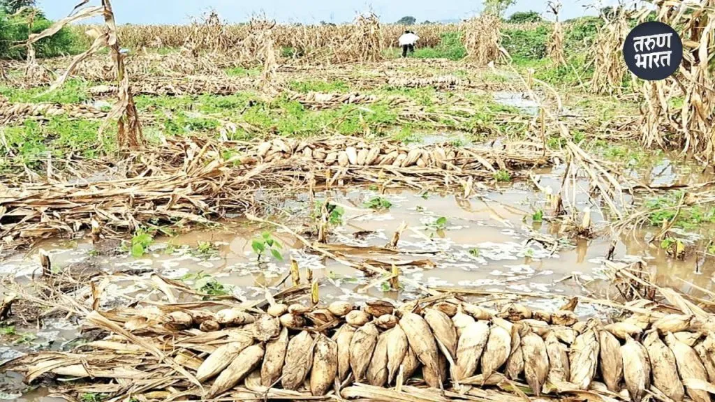 Crop Damage: अतिवृष्टीमुळे 8835 हेक्टरवरील पिकांचे नुकसान, सर्वाधिक फटका ऊस पिकाला Even during period, due to damage to agriculture in some places