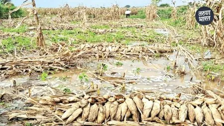 Crop Damage: अतिवृष्टीमुळे 8835 हेक्टरवरील पिकांचे नुकसान, सर्वाधिक फटका ऊस पिकाला Even during period, due to damage to agriculture in some places