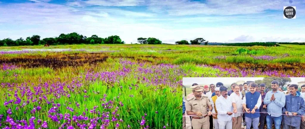 Satara Kas Pathar: कास पठारावर हंगामाचा शुभारंभ, सात दिवसांत फुलणार फुलांची चादर satara-kas-flower-plateau-season-began-thursday-seven-days-will-see-carpet-of-flowers-everywhere-marathi-news