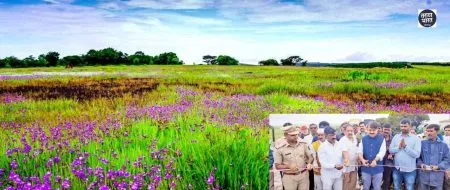 Satara Kas Pathar: कास पठारावर हंगामाचा शुभारंभ, सात दिवसांत फुलणार फुलांची चादर satara-kas-flower-plateau-season-began-thursday-seven-days-will-see-carpet-of-flowers-everywhere-marathi-news