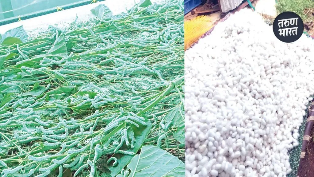 Agree News: चंदगडच्या शेतकऱ्यांची आत्मनिर्भरतेकडे वाटचाल, तुती लागवड अन् रेशीम संगोपन young farmers moving towards self-reliance embracin silk industry