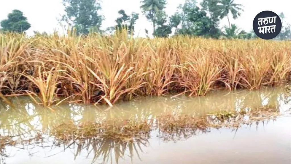 Rain Effect On Crop: जिल्ह्यात 9378 हेक्टरवरील पिकांचे नुकसान, भात पिकाला फटका 3 automatic gates Radhanagari dam opened 5784 cusecs released