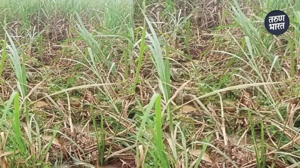 taluka as to when these elephants in the taluka will be controlled