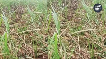 taluka as to when these elephants in the taluka will be controlled