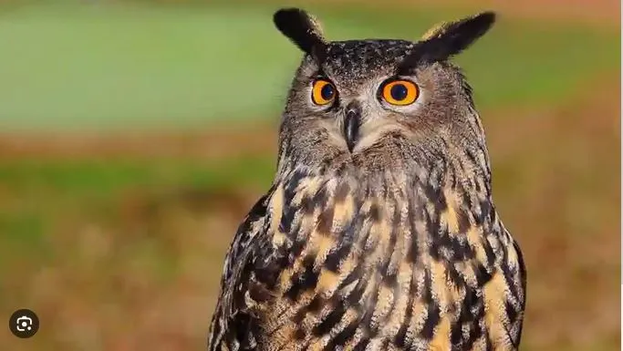 Owl worship before Diwali