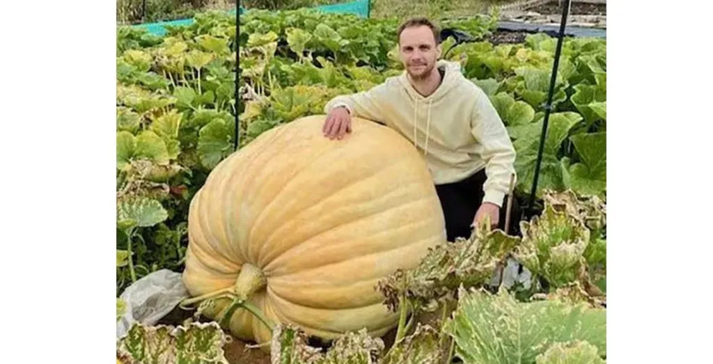 A pumpkin weighing as much as an elephant