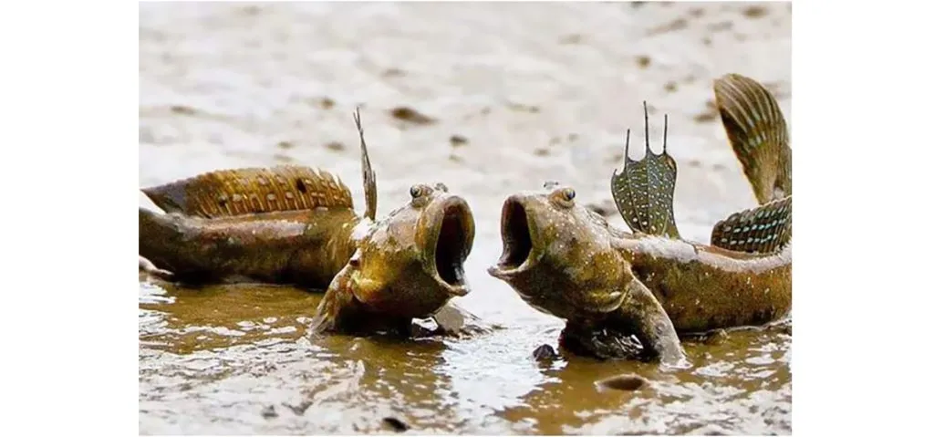 जलबिन मछली Fish without water