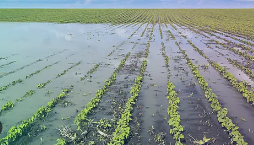 Rain affects paddy cultivation as well as fruit and vegetable crops