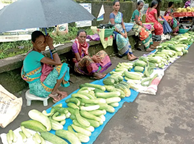 Cucumber and chibud sales generate turnover worth lakhs in Chiplun