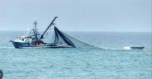 पर्ससीन मासेमारी तुमची, मासळी आमची Purse seine fishing is yours, but the fish is ours!